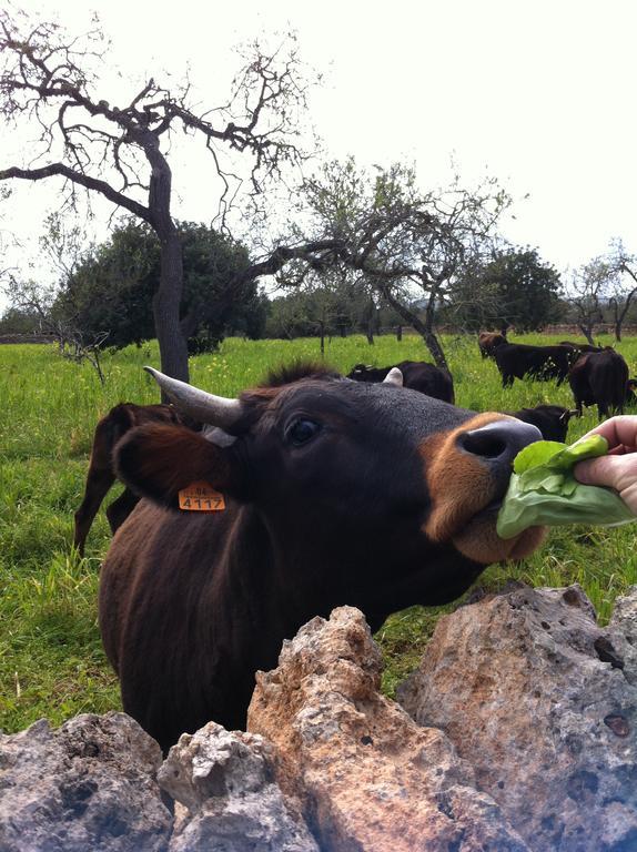 Vila Sa Bassa Crua Agroturismo Sa Torre Exteriér fotografie